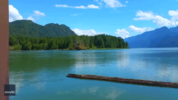 Mother Bear Saves Cub From Drowning in Pitt Lake, British Columbia