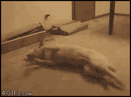rainnarajput giphyupload GIF