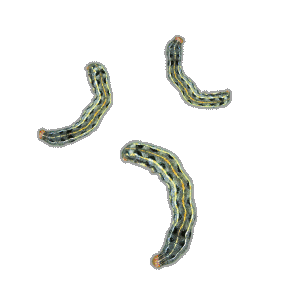 Ts Sticker by Corteva Brasil