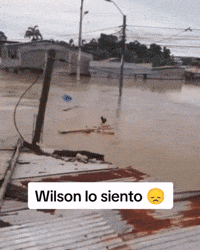 Wilson Lo Siento GIF