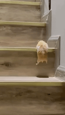 cuteanimalland giphyupload GIF