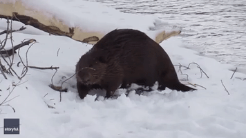 Beaver Finally Succeeds In Reaching Snowy Branch