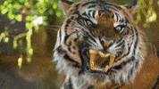 big cat tiger GIF by Futurithmic