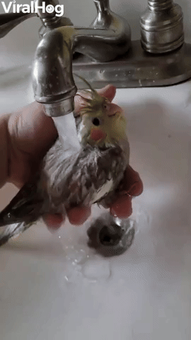 Baby Bird's First Bath
