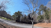 Monkey Tree GIF