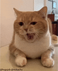 High Five Cute Cat GIF