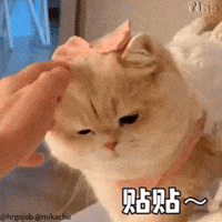 Mikachu GIF