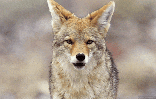 coyote GIF