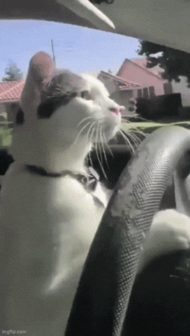 nathanyearout cat driving GIF