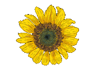 Flower Sticker by Marcela Sabiá