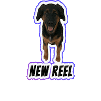 Happy Dogs Sticker by Milagency