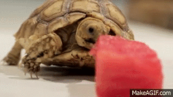 tortoise GIF