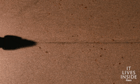 Horror Shadow GIF by Madman Entertainment