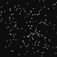 animation motion graphics GIF by Craigson