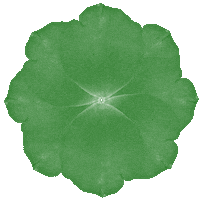 Red Rose Flower Sticker