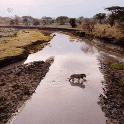 Explore Pbs Nature GIF by Nature on PBS
