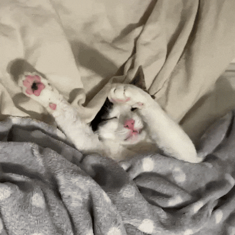 Cat Sleep GIF