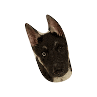 Dog Puppy Sticker by Berkeley Humane