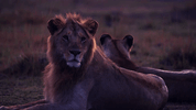 big cat GIF by BBC Earth