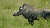 Nat Geo Savage Kingdom GIF by National Geographic Channel