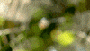 australia GIF by Australian Survivor