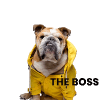 max-bone bulldog max-bone Sticker