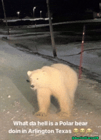 Polar Bear GIF