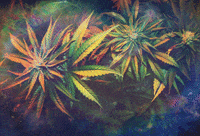 weed dope GIF