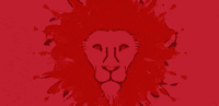 league cricket GIF by Islamabad United