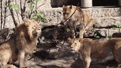 GIF by ARTIS