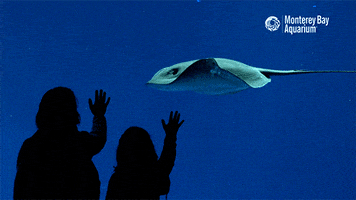 pelagic stingray ray GIF by Monterey Bay Aquarium