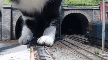 Cat Squeezes Out of Model Train Tunnel