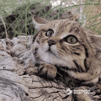 Cat Hide GIF by San Diego Zoo Wildlife Alliance