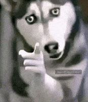 Sigma Wolf GIF