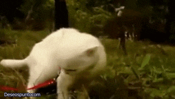 disgusted cat GIF