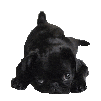 puppies pug STICKER by imoji