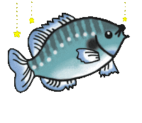 Fish Yrk Sticker