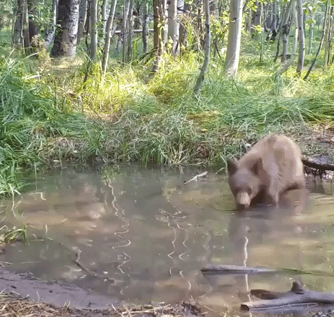 Sunny Day Bears GIF by Storyful