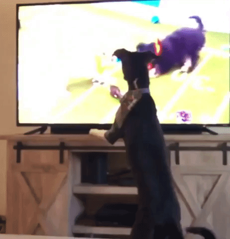 Parker the Pup Blocks TV From View 