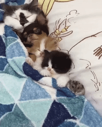 ocupado GIF