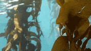 giant kelp fish GIF by Monterey Bay Aquarium