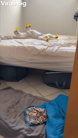 Snoozing Pup Acts As Rubber Ducky Display