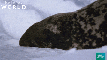 funny face seal GIF by BBC Earth