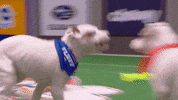 Animal Planet GIF by Puppy Bowl
