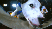 Animal Planet GIF by Puppy Bowl
