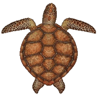 Turtle Sticker by babywild