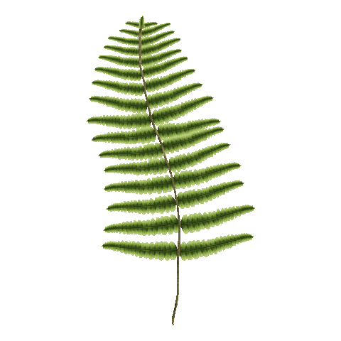 r_davie plant fern woodland rdavie Sticker