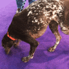 Dog GIF by Westminster Kennel Club