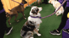Dog GIF by Westminster Kennel Club