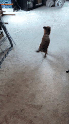 hollymorris-ayres giphygifmaker GIF